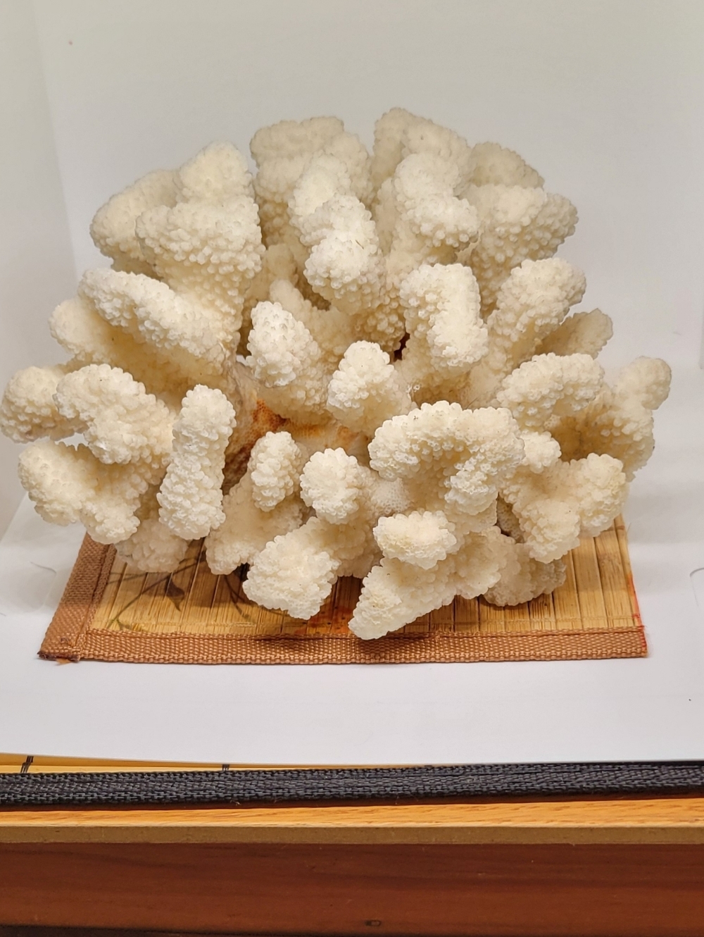 Vintage Natural White Ocean Coral Specimen Large - Picture 6 of 9